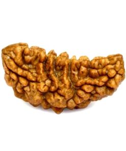 1-mukhi-rudraksha