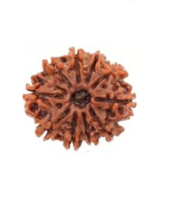 10-mukhi-rudraksha