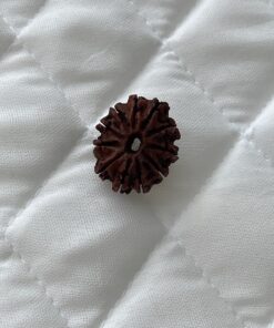 11-mukhi-rudraksha