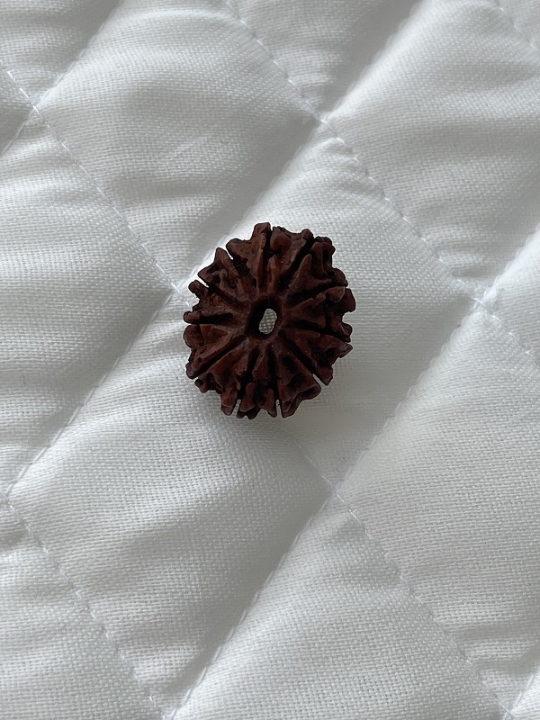 11-mukhi-rudraksha 11-mukhi-rudraksha