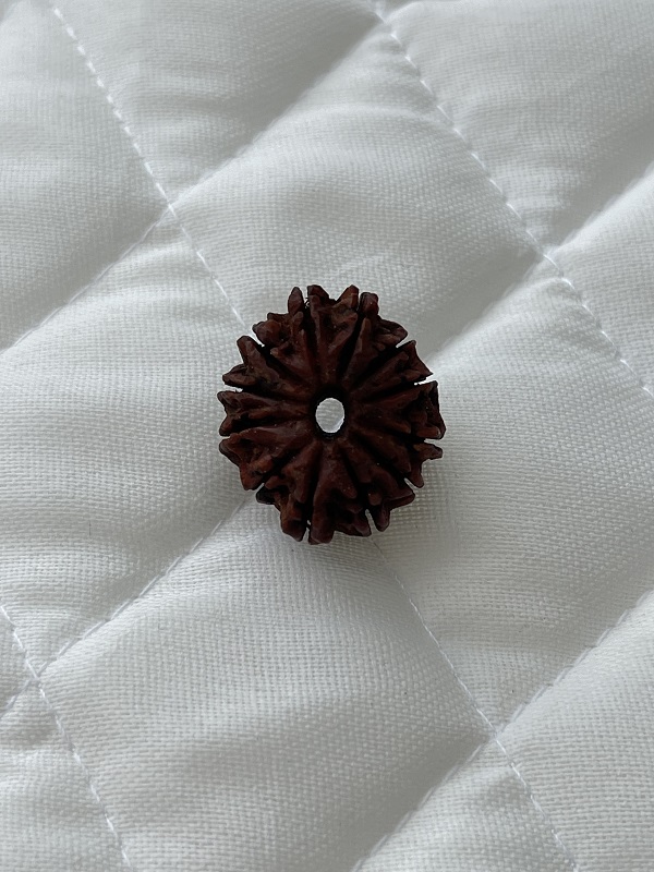 12-mukhi-rudraksha 12-mukhi-rudraksha