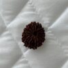 13-mukhi-rudraksha