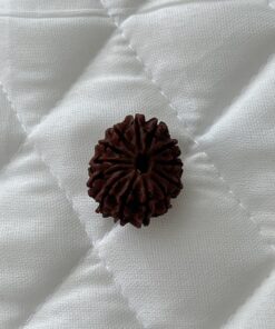 13-mukhi-rudraksha