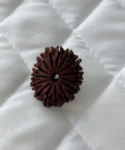 15-mukhi-rudraksha