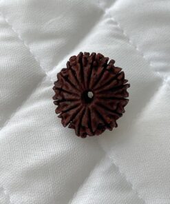 16-mukhi-rudraksha