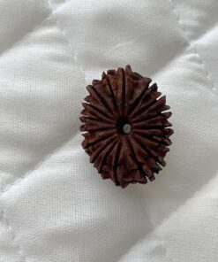 17-mukhi-rudraksha