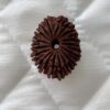 18-mukhi-rudraksha