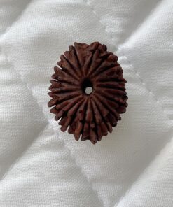 18-mukhi-rudraksha