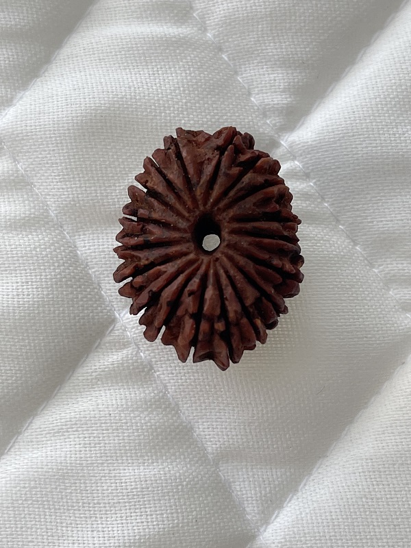 18-mukhi-rudraksha 18-mukhi-rudraksha