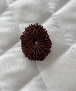 19-mukhi-rudraksha
