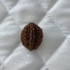 2-mukhi-rudraksha