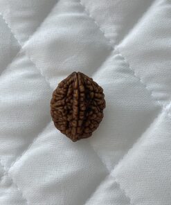 2-mukhi-rudraksha