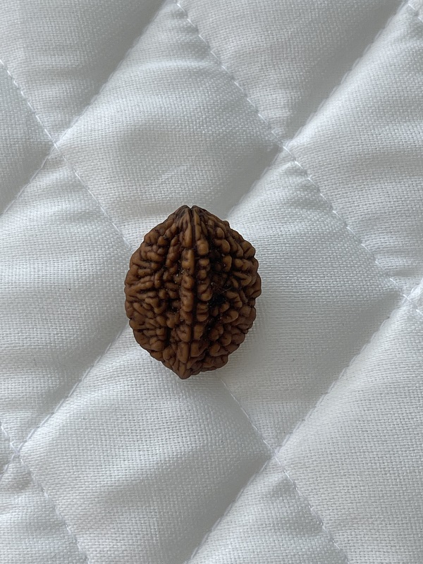 2-mukhi-rudraksha 2-mukhi-rudraksha