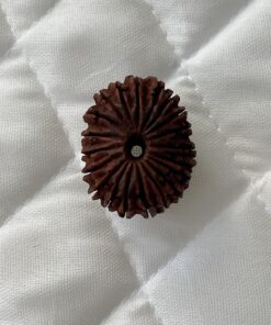 20-mukhi-rudraksha