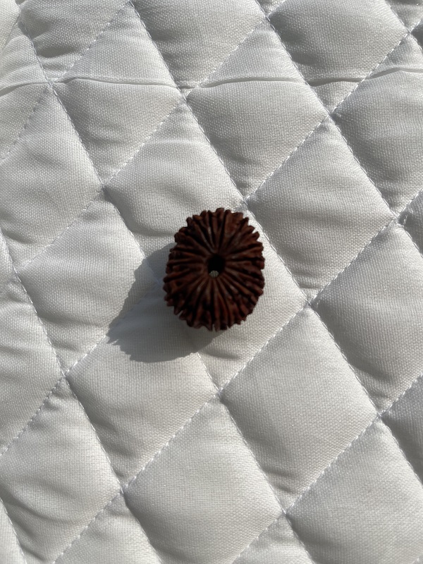 21-mukhi-rudraksha 21-mukhi-rudraksha