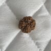 4-mukhi-rudraksha