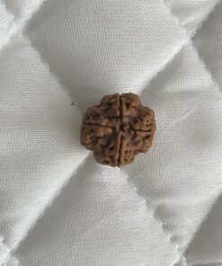 4-mukhi-rudraksha