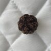 5-mukhi-rudraksha