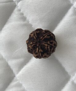 5-mukhi-rudraksha
