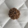 6-mukhi-rudraksha