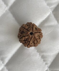 6-mukhi-rudraksha
