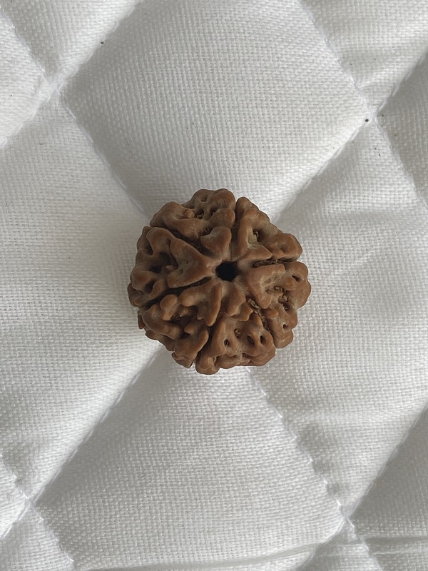6-mukhi-rudraksha 6-mukhi-rudraksha