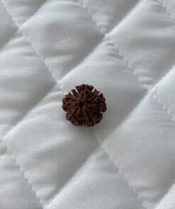 7-mukhi-rudraksha
