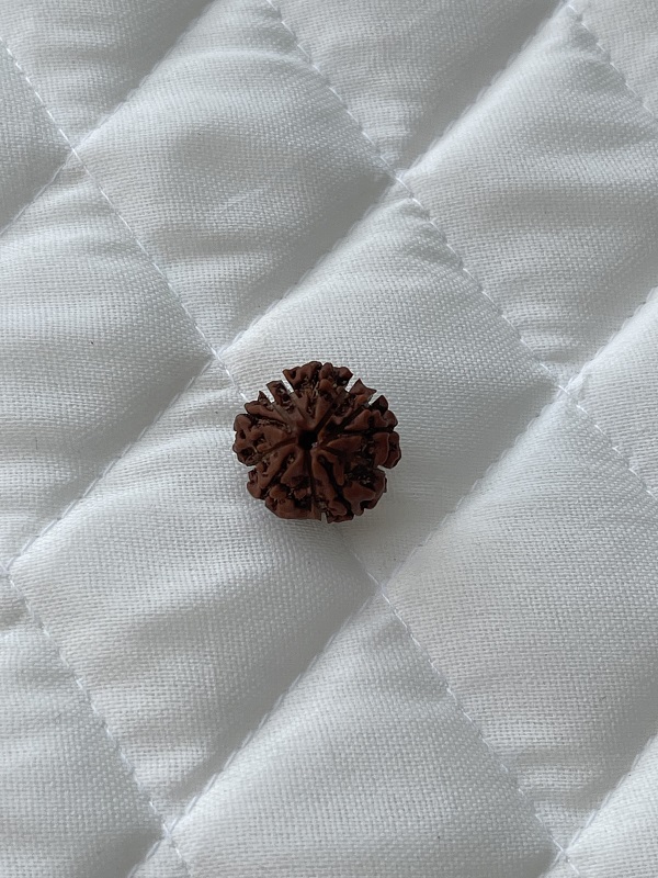 7-mukhi-rudraksha 7-mukhi-rudraksha