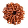 9 Mukhi Rudraksaha