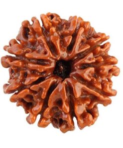 9 Mukhi Rudraksaha