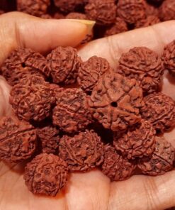 Natural Rudraksha